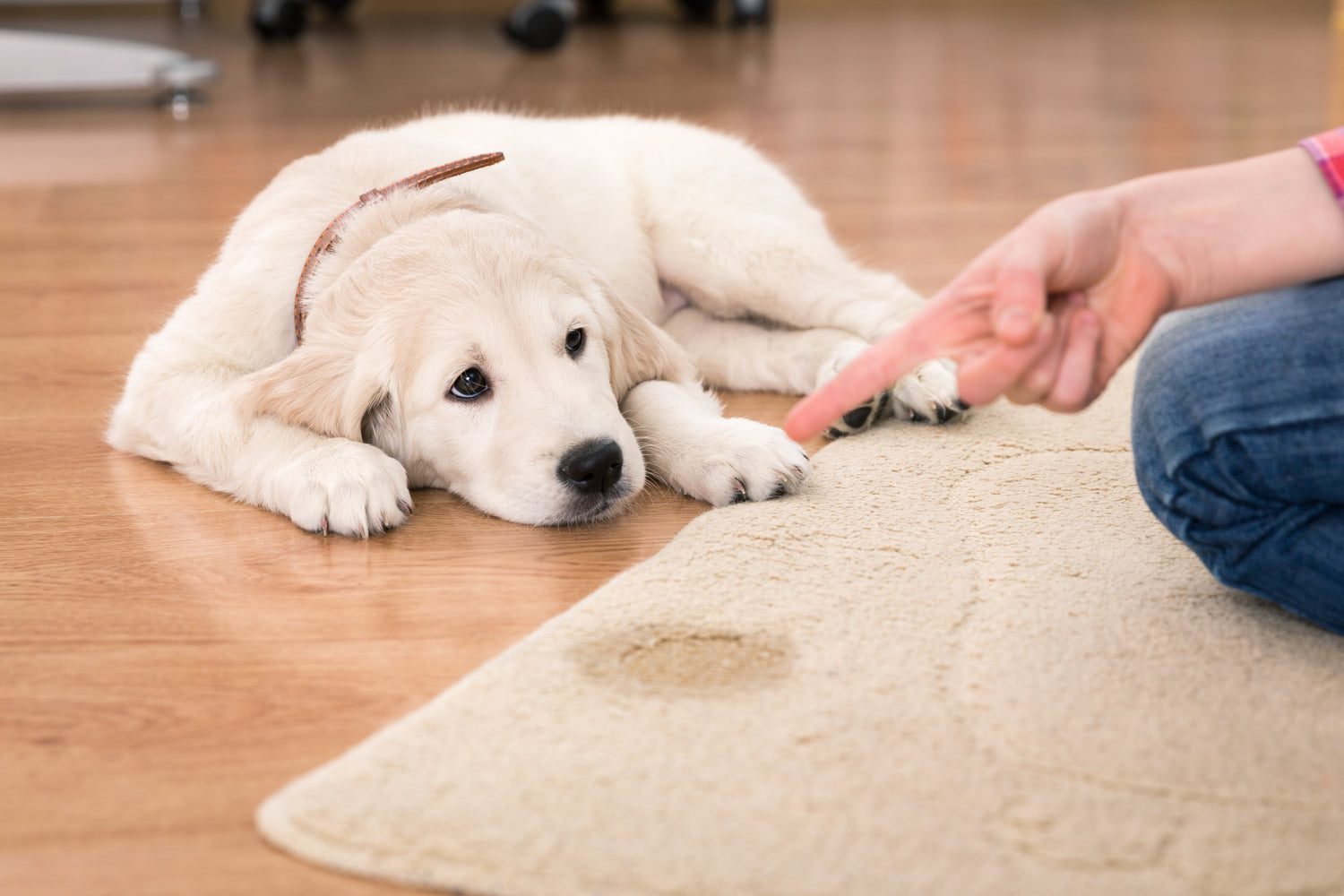 Getting Pee Out of Flooring