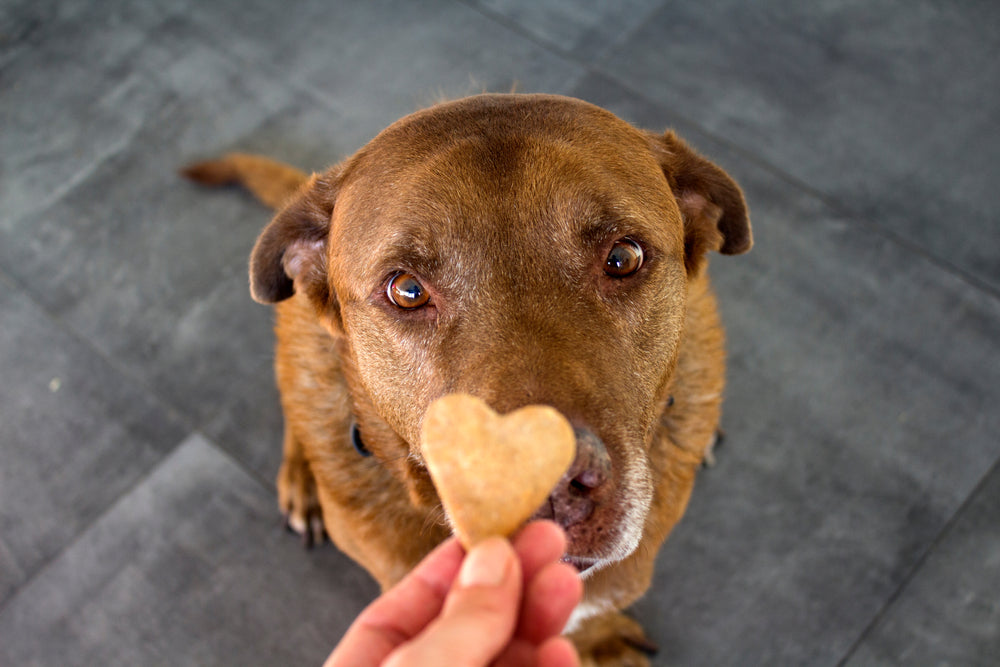 Cute Labrador dog getting heart shaped cookie on a Pet-Friendly Flooring